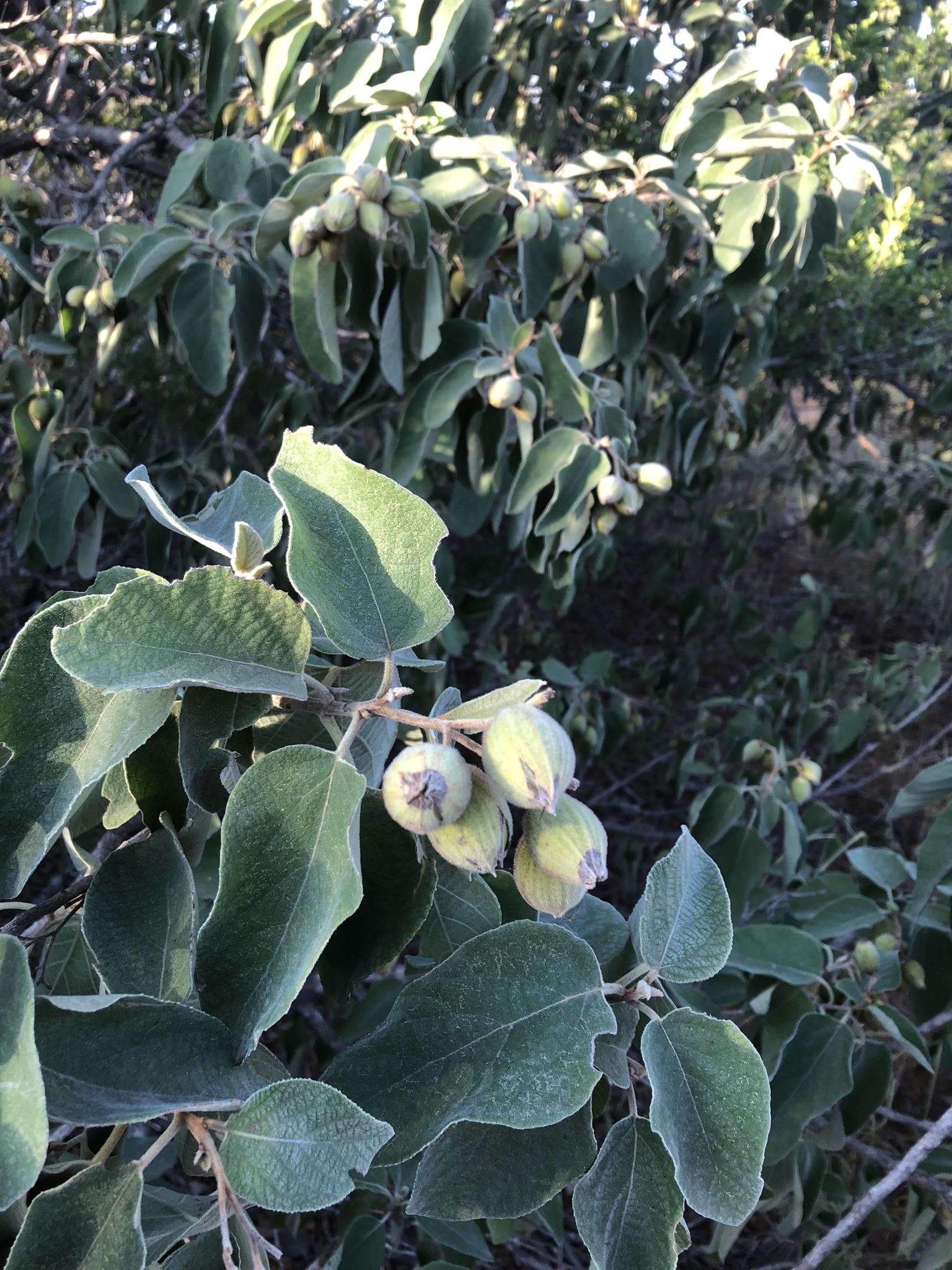 Lithocardium boissieri